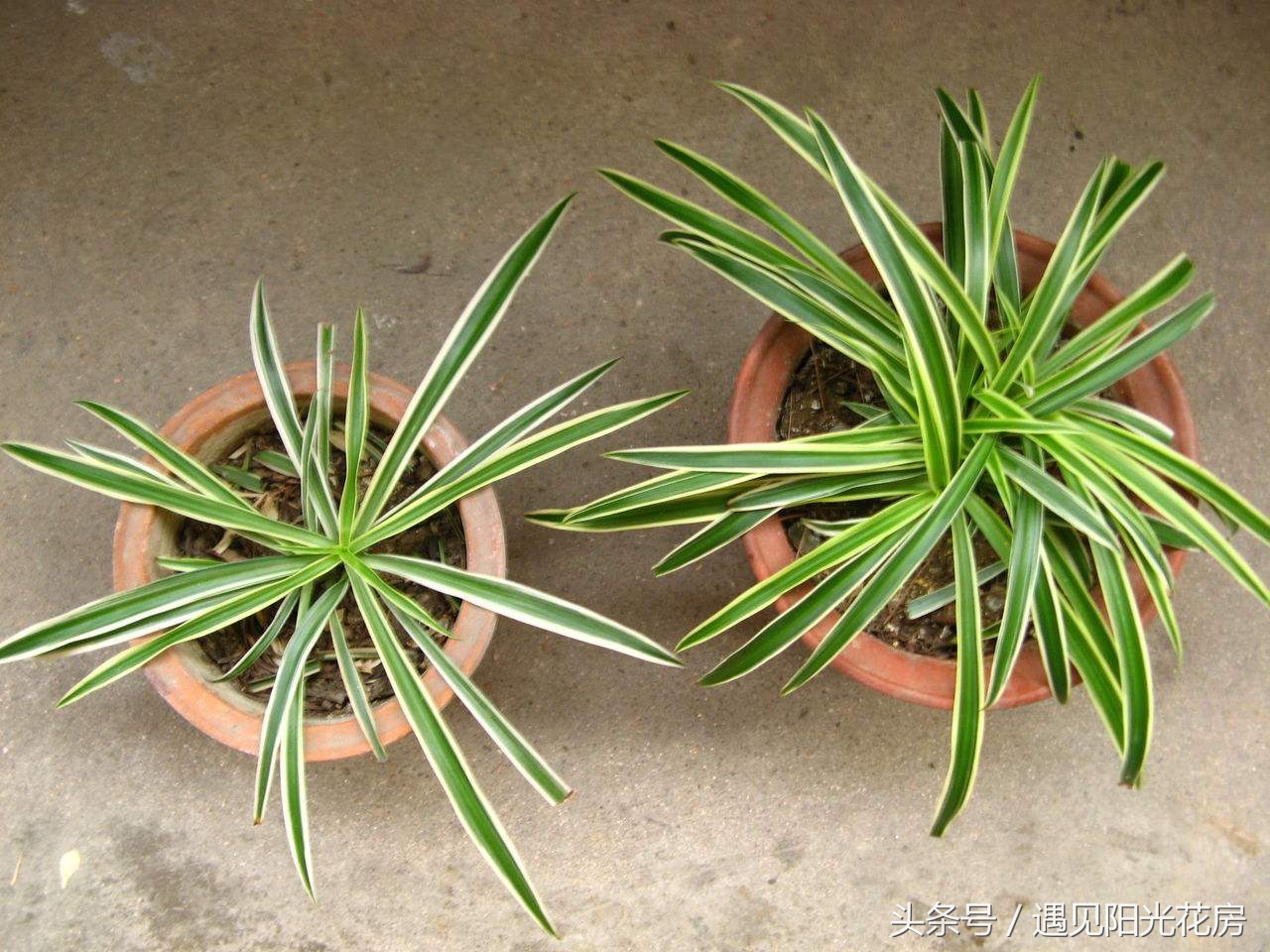 水培吊兰烂根怎么补救,土培吊兰发臭是怎么回事