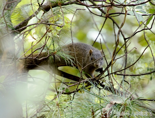 天南地北看松鼠还是太白松鼠美