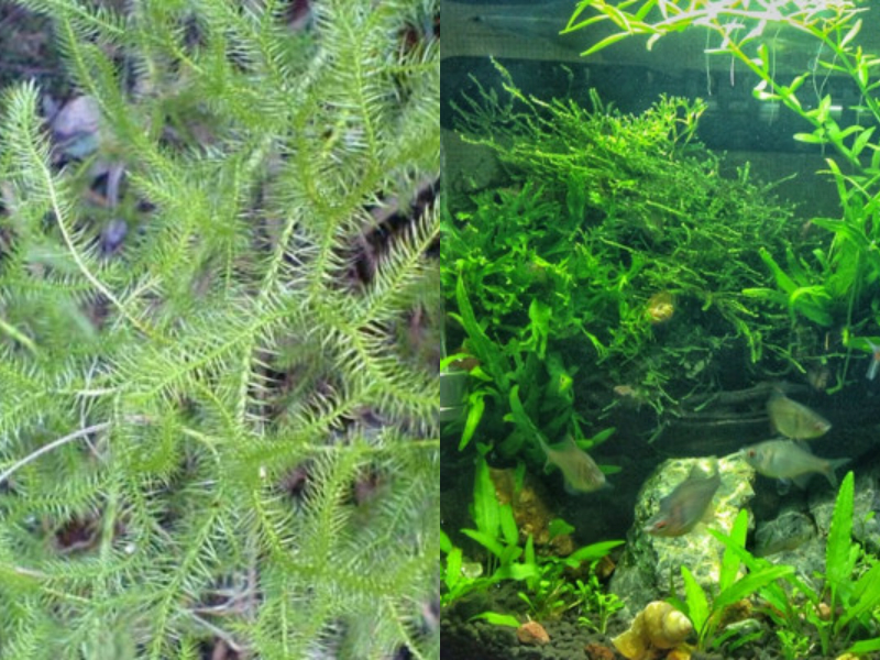 买花注意事项与骗局,从网上买花怎么分辨真花还是假花