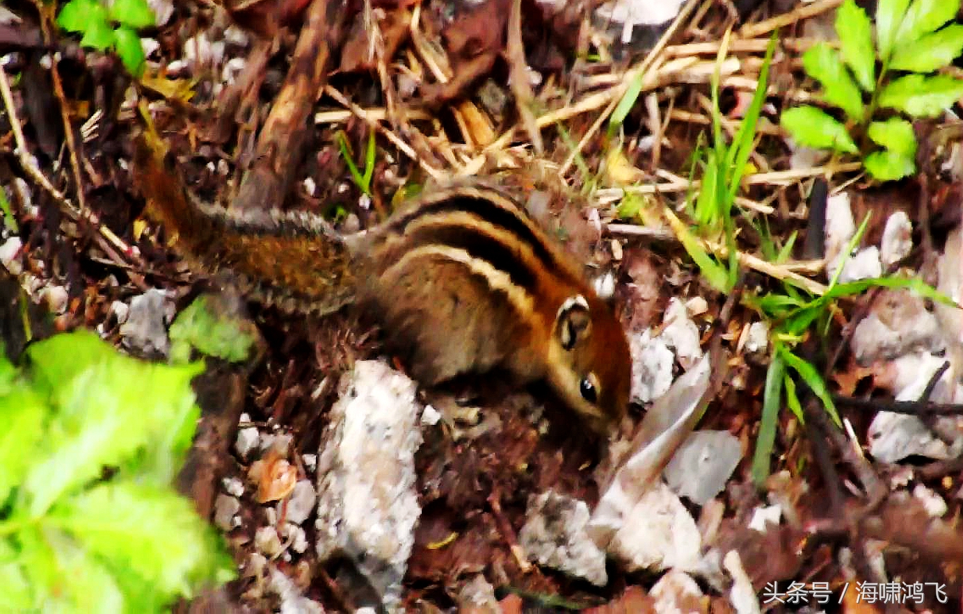 天南地北看松鼠还是太白松鼠美