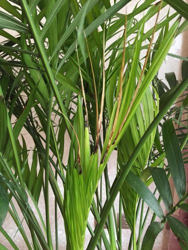 凤尾竹叶子发白黄叶咋回事,盆景凤尾竹叶子发黄干枯如何补救