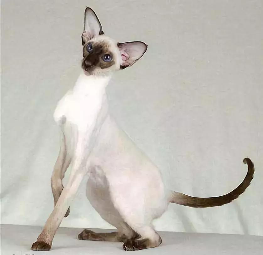 橘猫为什么容易养胖,橘猫如何不养胖