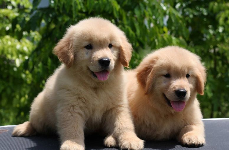 金毛幼犬刚开始怎么训练,金毛幼犬训练技巧大全