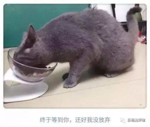 金装猫粮哪种最好,性价比高的猫粮测评真实
