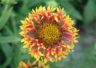 各国花图片,各国花大全