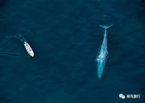 出海看到蓝鲸的感受是什么,当你下海看见一只虎鲸感觉是什么