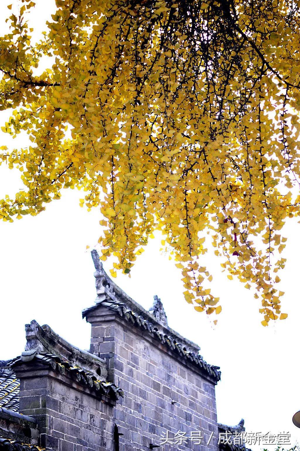 金堂秋色,秋天金堂十大必去景点