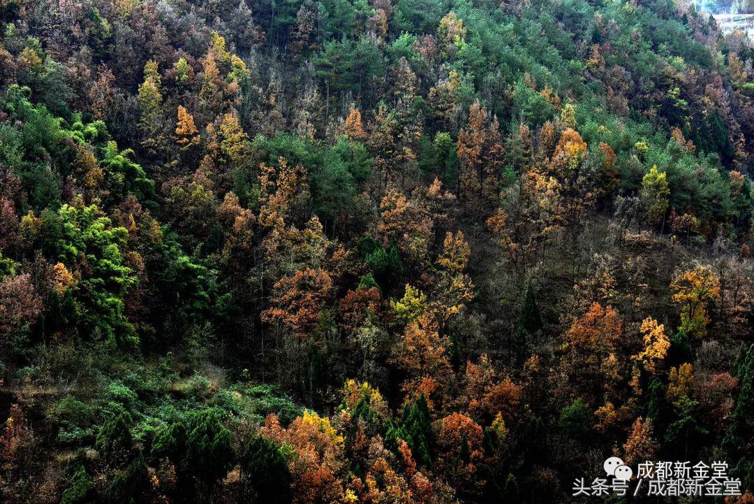 金堂秋色,秋天金堂十大必去景点