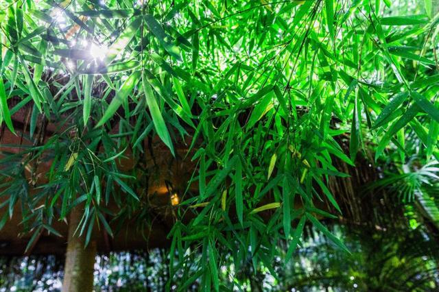 鑽疯姳鍙ら晣鑵惧啿,鑵惧啿鑽疯姳鍙ら晣