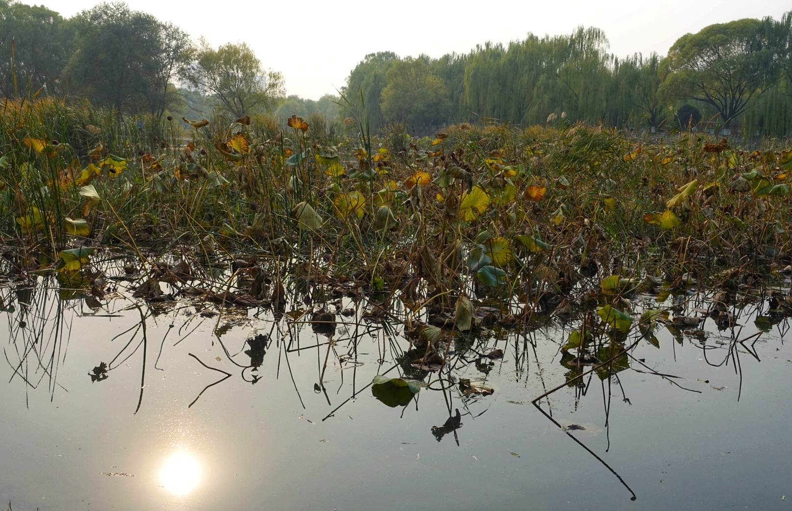 北京昌平金秋风景,昌平金秋周边一日游最佳攻略