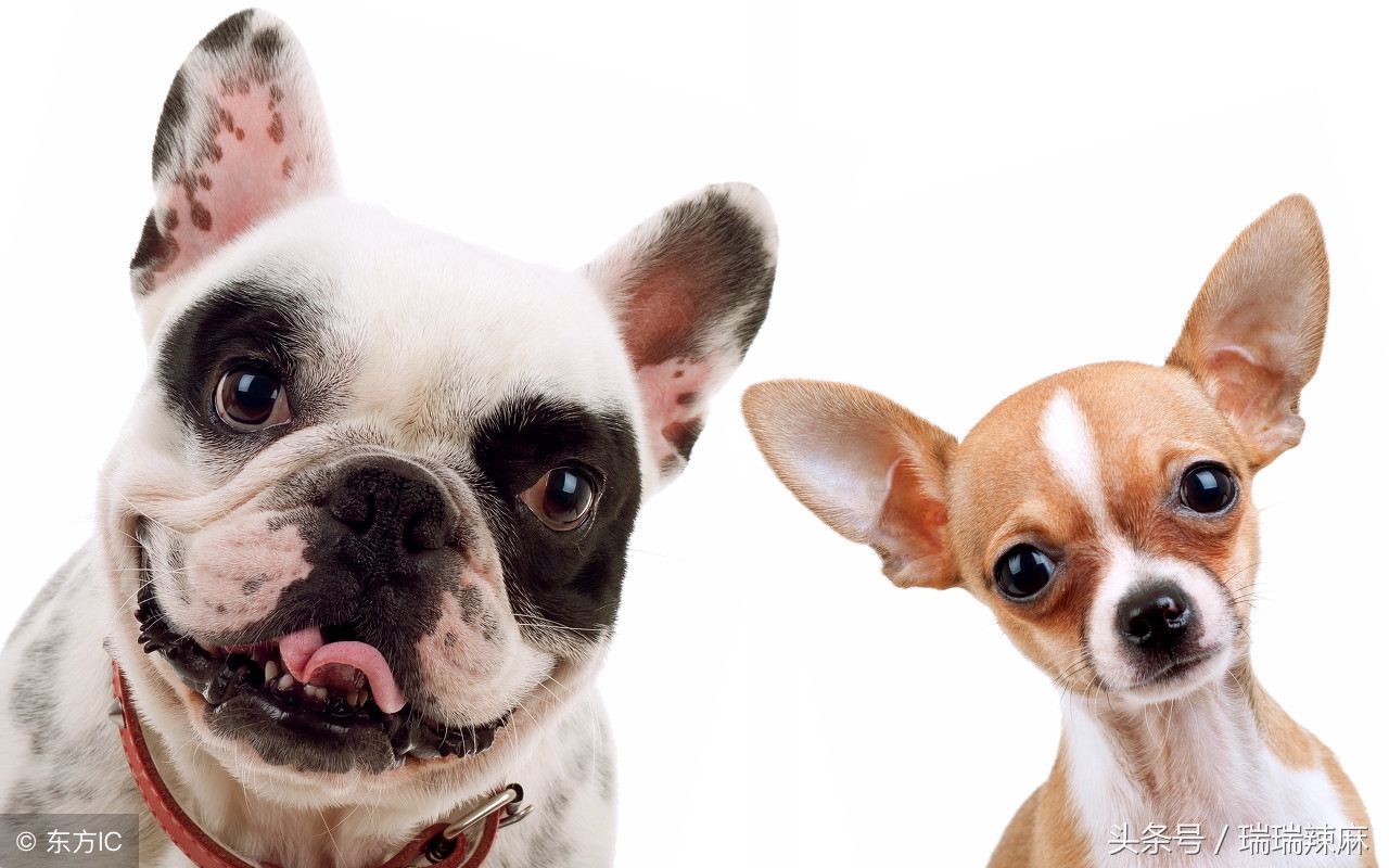 狗狗鼻子上长癣用什么药,狗狗癣菌皮肤病怎么治