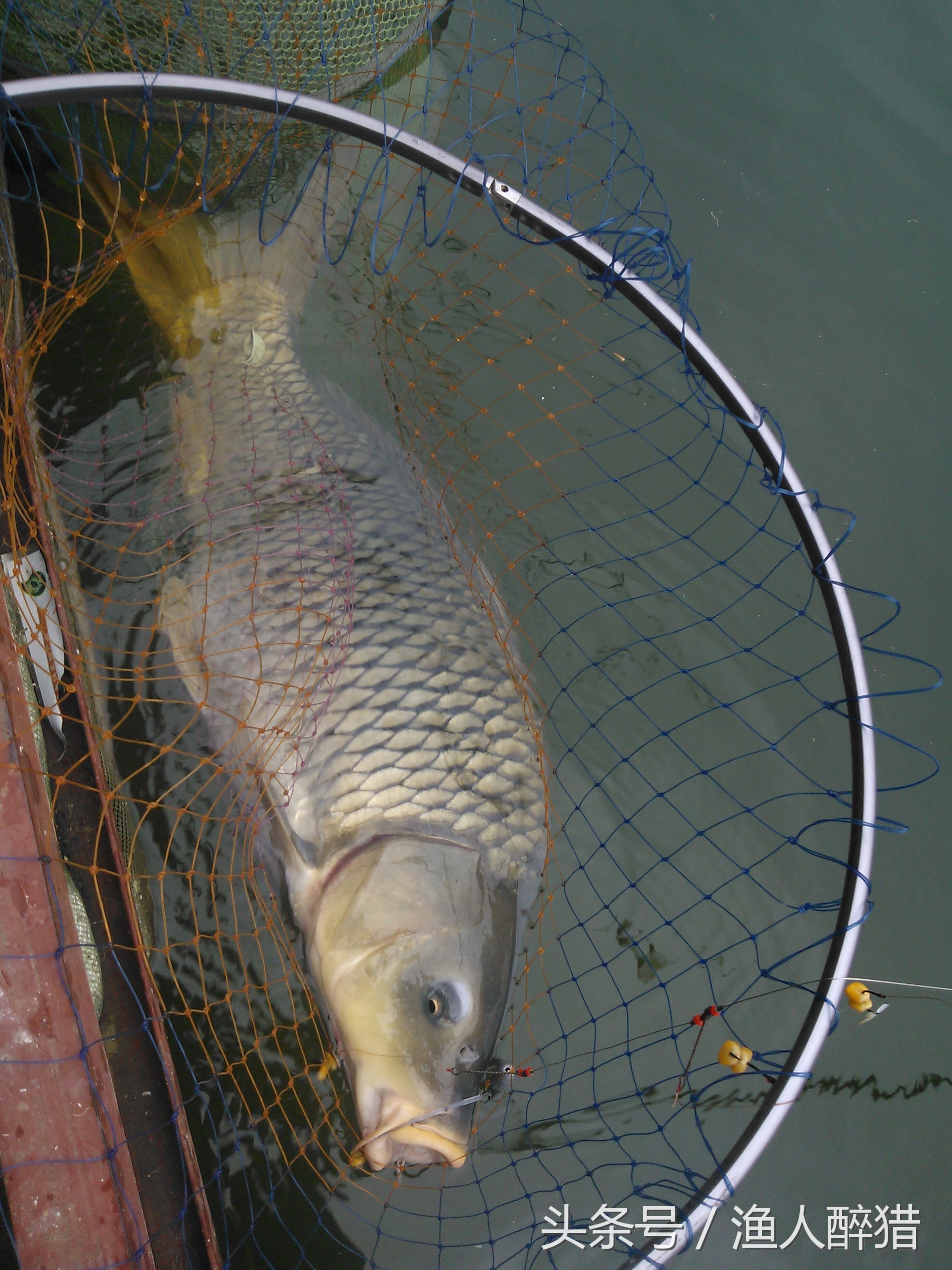 用玉米粒钓鱼怎样上钩,丁香酒泡玉米粒钓鱼效果怎么样