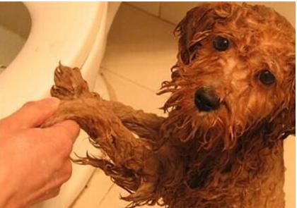 贵宾犬的毛发怎么养护,贵宾毛发变黄怎么改善