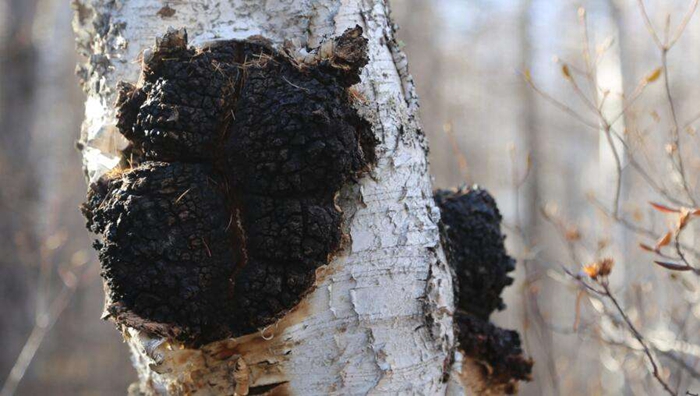 让我们一起了解白桦茸《免疫之星》《森林钻石》