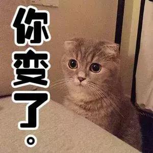 男朋友把猫打了一顿扔出去了,男朋友打我养的猫怎么办