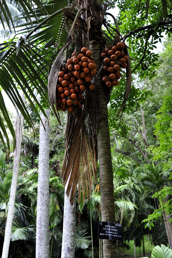 人文摄影斯里兰卡,锡兰风景