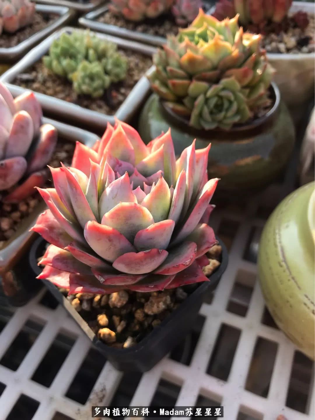 养多肉就是在不断折腾中寻找快乐,养多肉是我坚持做的最久的一件事