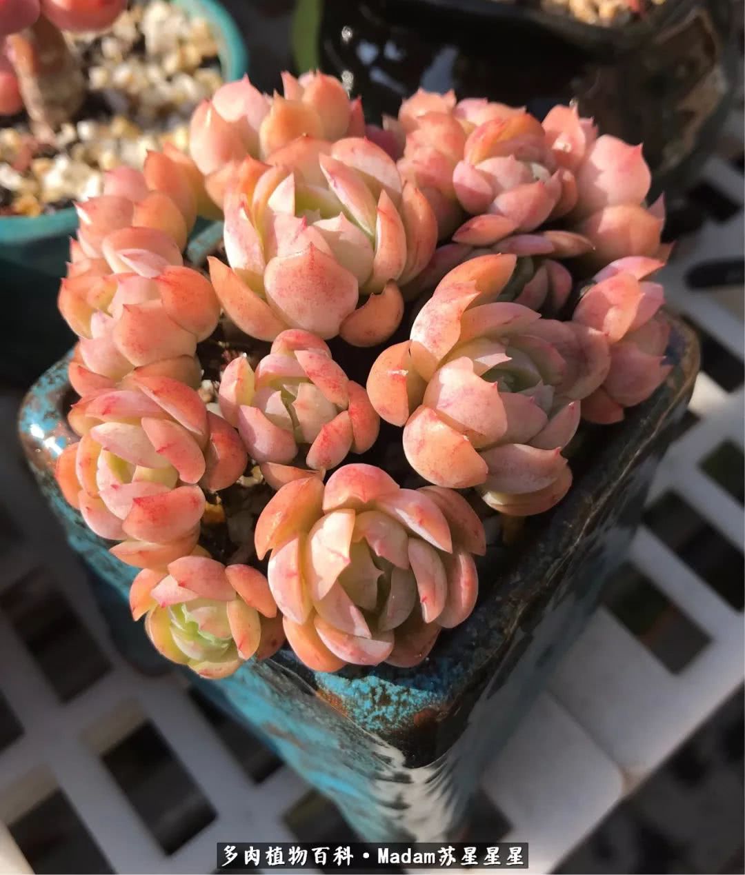 养多肉就是在不断折腾中寻找快乐,养多肉是我坚持做的最久的一件事