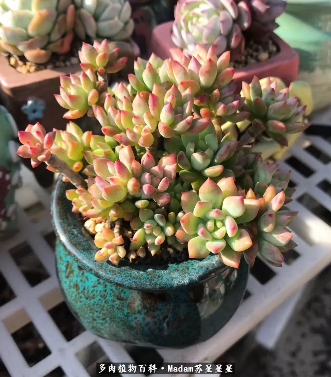 养多肉就是在不断折腾中寻找快乐,养多肉是我坚持做的最久的一件事