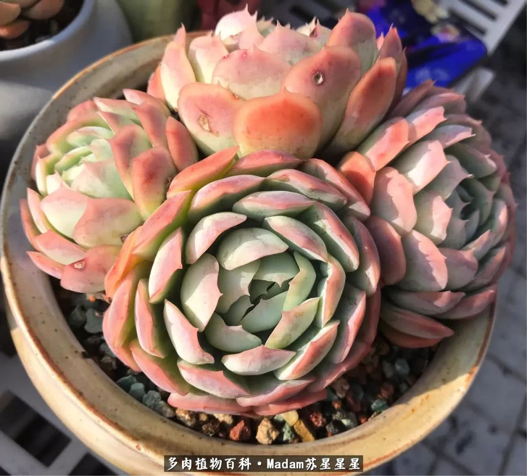 养多肉就是在不断折腾中寻找快乐,养多肉是我坚持做的最久的一件事