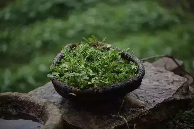 野菜功效,野菜功效介绍