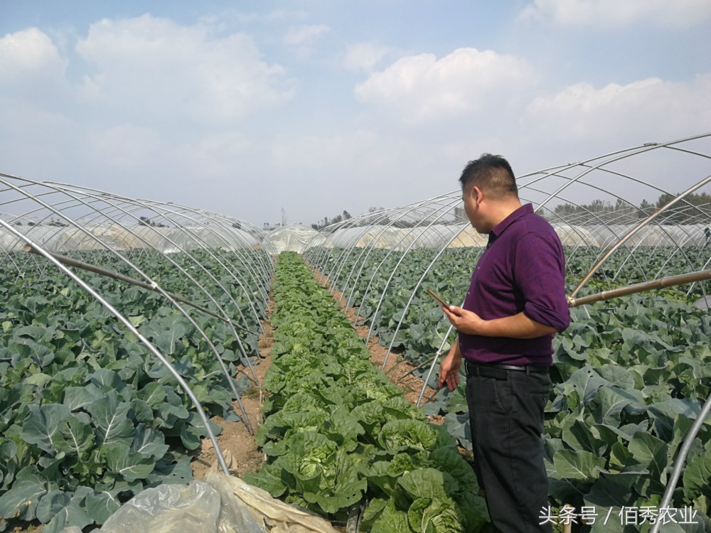 农民种菜挣钱的方法,大棚种植什么蔬菜最赚钱