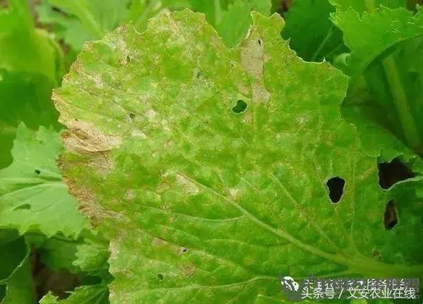 大白菜常见病害图谱,大白菜病害图解大全