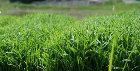 日本百年匠心产品,日本百年酒