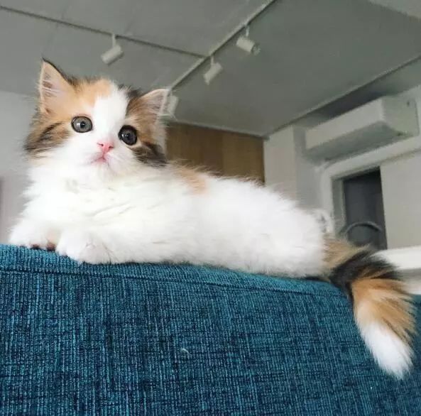 “如果被萌坏了,我帮你叫110救护车!”