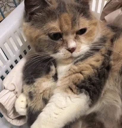 “如果被萌坏了,我帮你叫110救护车!”