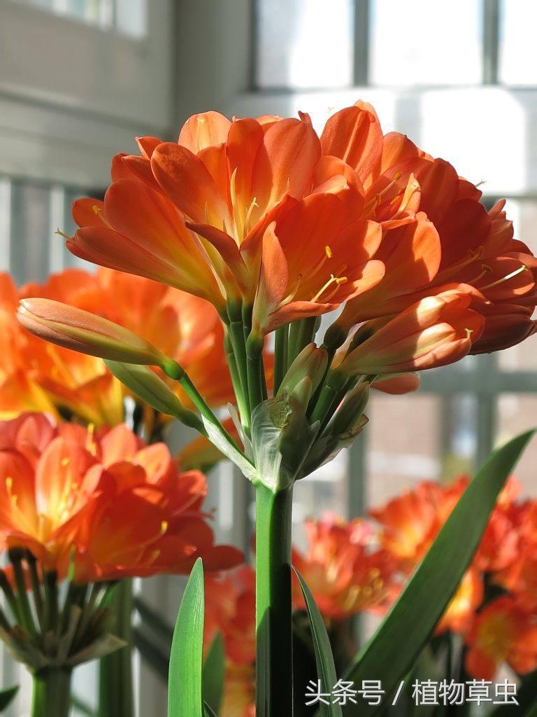 同样养护条件下有的君子兰不开花,君子兰开花后如何养护和管理