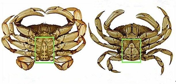 有公蟹更好吃的螃蟹吗,比帝王蟹还要好吃的十种螃蟹