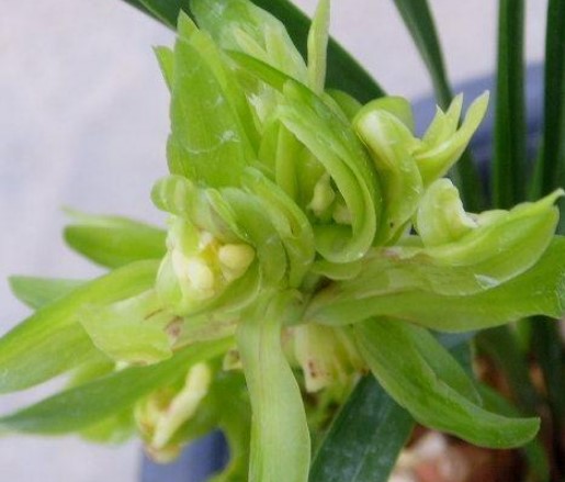 蝴蝶兰花养殖方法和注意事项大全,蝴蝶兰花换盆每天最好是什么时间