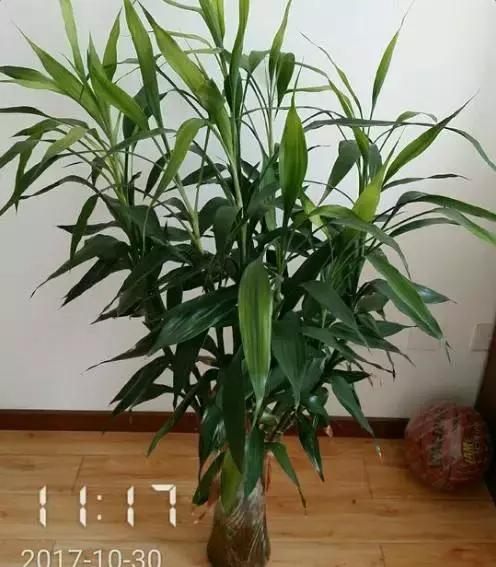 水培植物怎么养不会烂根叶黄,水培植物怎样养长得快又好养