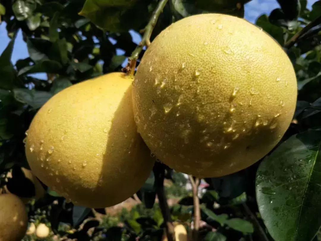 宣恩县县长宣传贡水白柚,恩施宣恩贡水白柚