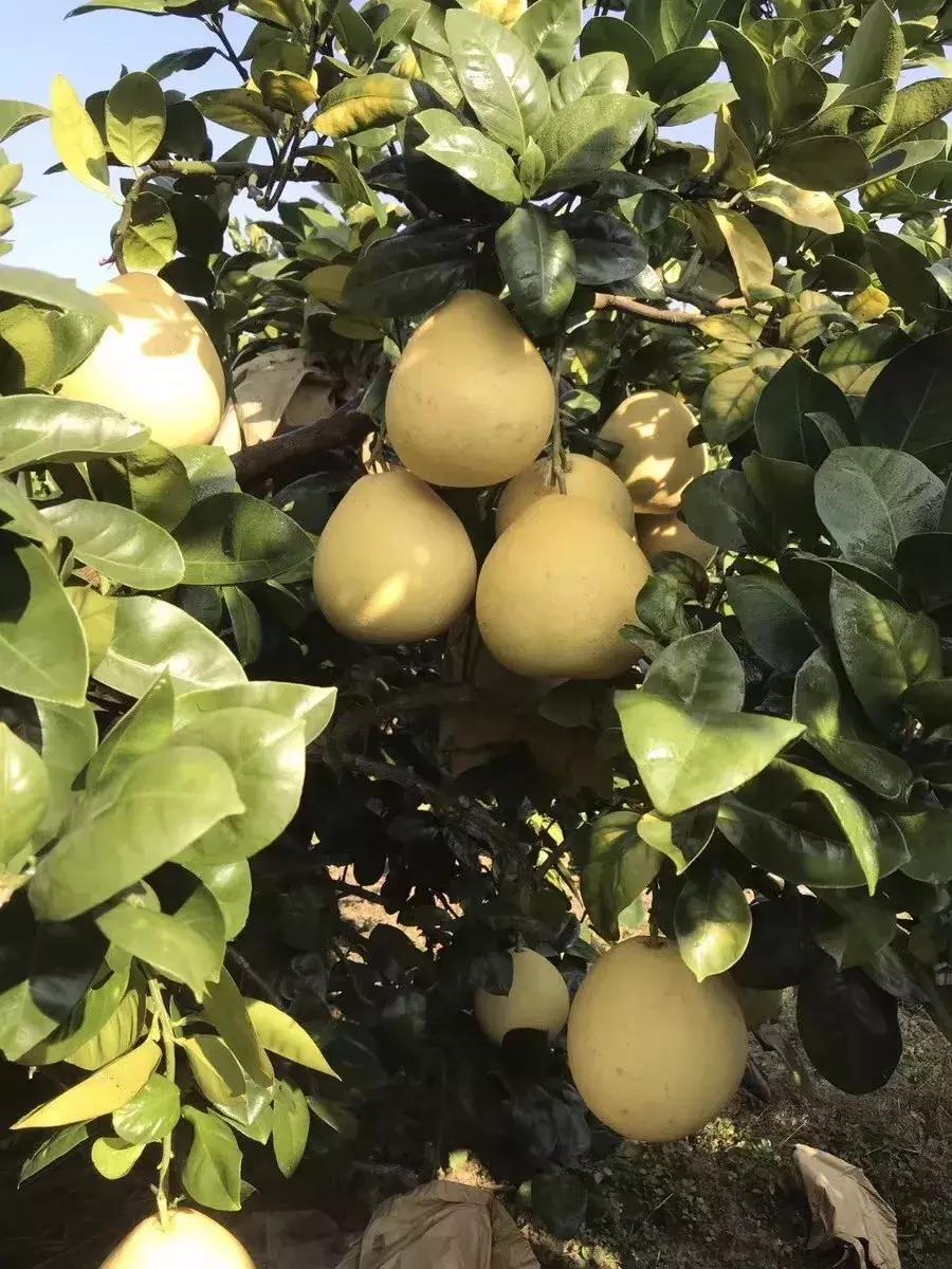 宣恩县县长宣传贡水白柚,恩施宣恩贡水白柚