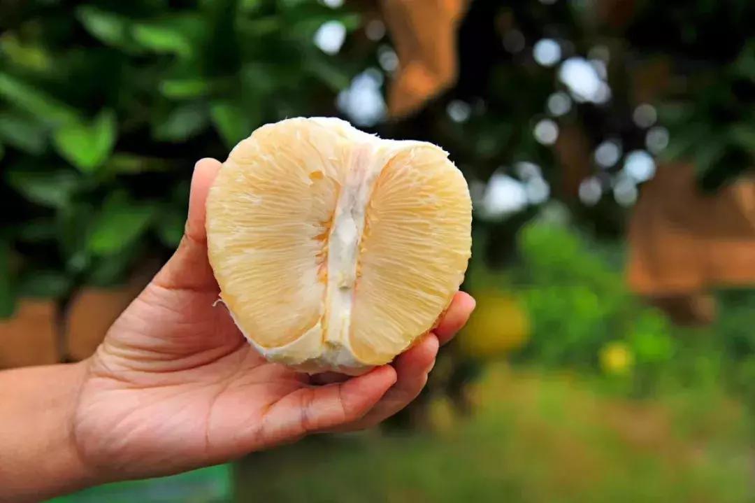 宣恩县县长宣传贡水白柚,恩施宣恩贡水白柚