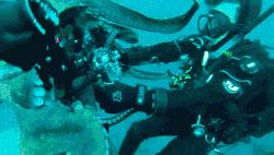 臻迪百科（014）｜章鱼这家伙没准比你还聪明