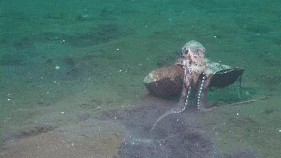 臻迪百科（014）｜章鱼这家伙没准比你还聪明