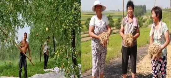 陕西省大荔县下寨镇视频,大荔县下寨镇的由来