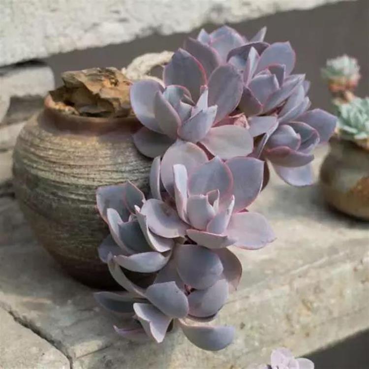 养成老桩最好看的多肉品种,多肉怎么养才能养成老桩盆景