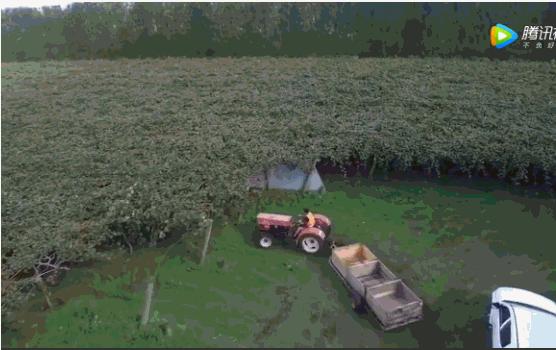 新西兰小岛国,是如何将一个猕猴桃送上水果行业的“神坛”