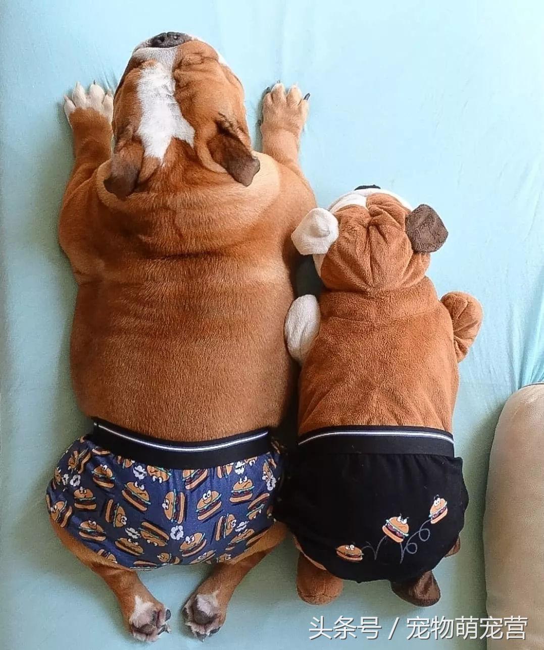 斗牛犬挑食怎么办,斗牛犬不胖怎么回事