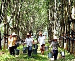 泰国天然乳胶枕头最好的品牌,泰国皇家乳胶枕头原装进口正品