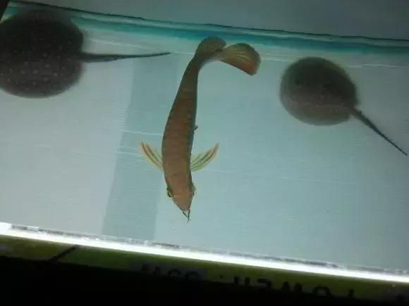 榫欓奔鑳￠』鎹熶激鎬庝箞澶勭悊,榫欓奔鎬庝箞闃叉鑳￠』鎹熶激