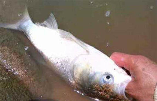 怎么解决手竿浮钓鲢鳙走水的问题,手竿钓鲢鳙技巧也就一招
