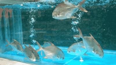 逛水族馆满脑子都是海鲜,水族馆里的海鲜