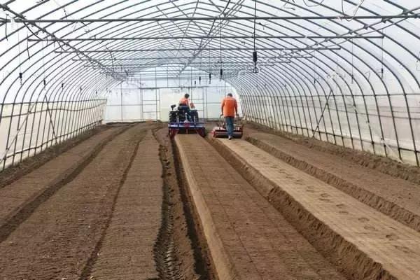 定植蔬菜死苗怎么办,烧苗了蔫了怎么补救