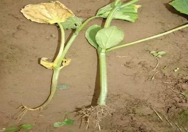 定植蔬菜死苗怎么办,烧苗了蔫了怎么补救