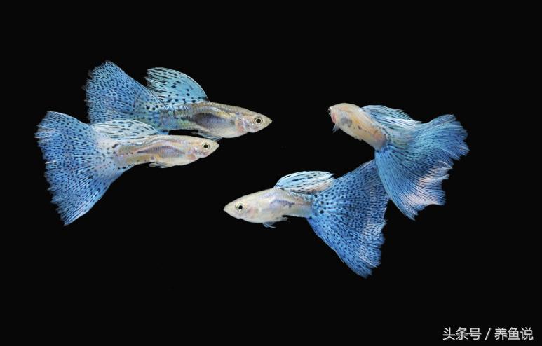 观赏鱼冬天加热棒费电吗,养热带鱼加热棒一般多少度电